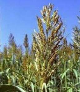 ������ �������, ���ep��, ������ �op�����, ������� � �������� Tpa� - ����������� 1