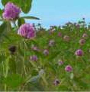 ������ �������, �������, �������� ������, ������� � �������� ���� - ����������� 1