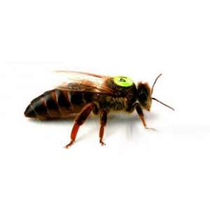 ������ ������� ���������� ���������� ������ - ����������� 1