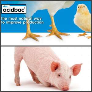 ������ �������� ������ �������� �������� - ����������� 1