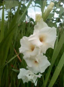 ������ ��������� - ����������� 1