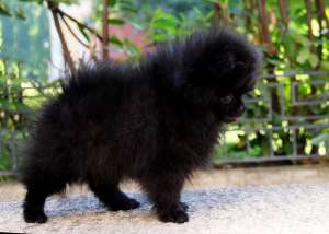 ������ ��������� ������������ ����� - ����������� 1