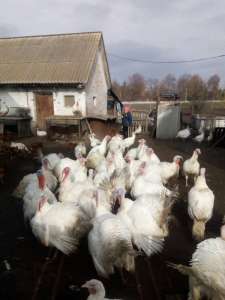 ������ ���������� ����. ������ ���� - ����������� 1