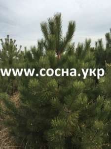 ������ ���������� ����� ����� ����� �� ������ - ����������� 1