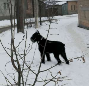 ������ ������������ ���� ������� - ����������� 1