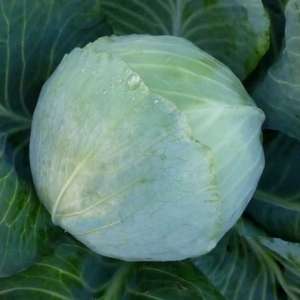 ������ ������������ ������� KS 60 F1 ����� ������ - ����������� 1