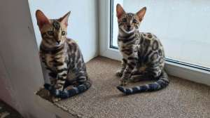 ������ ������������ ������� �������. ����� ����������� ������. - ����������� 1