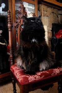 ������� �� ������ ���� . ������� �� �������� ����� �����. ����� ����� . - ����������� 1