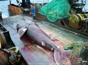 ������� ���� ��� ������ �������������� - ����������� 1