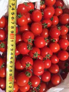 ������� ����� �����. ���� �����������. �������� �� �������������. - ����������� 1