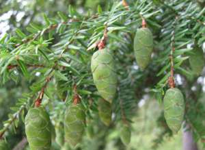 ������� ����� ����� ������ - ����������� 1