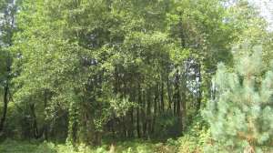 ������� ����� ����� �������� ������� - ����������� 1