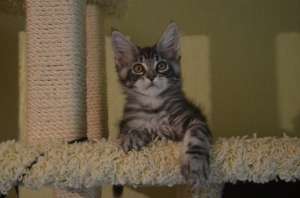 ������� ������ ���� ��� - ����������� 1