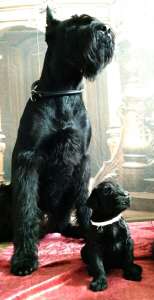 ������� ������ ������������ - ����������� 1