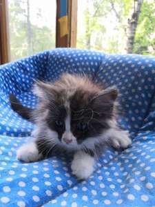 ������� (�������) 1.5 ��� - ����������� 1