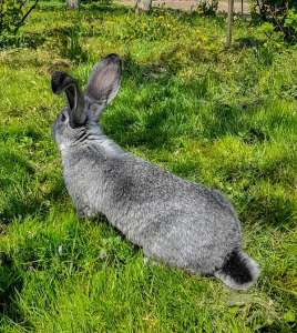 ������� �������, 4 ����� - ����������� 1