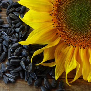 ������� �������: ������������ ������-������� ������������� - ����������� 1