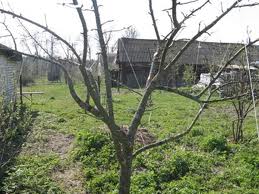 ������� �������� - ����������� 1