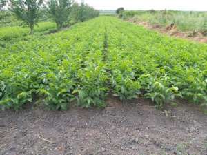 ������� �������� ����� ����� - ����������� 1