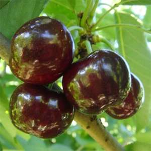 ������� �������� �������� ����� - ����������� 1