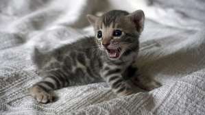 ������� ����������� ������ ������������ ������ �� ������ ������ - ����������� 1