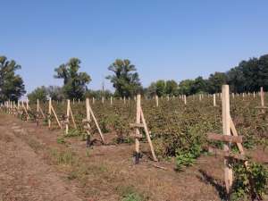 ������� ������������ ����� 235 000 $ - ����������� 1