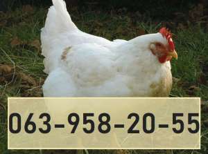 ������� �����-��������� ����� ����� ����� ������ - ����������� 1