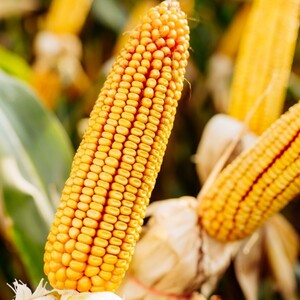 �������ʲ�Ͳ ��������Ͳ ò����� SKEENA FF 199 ��� 300 �� SEDONA �� 166 ��� 250 - ����������� 1