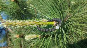 �������� �� ����������� ������ �������� � ��������� �������� ��������� - ����������� 1