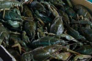 �������� ���� �����. ���� ���������� ����������� - ����������� 1