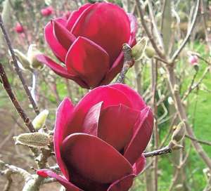 �������� ����� (Genie) ������ ������������� - ����������� 1