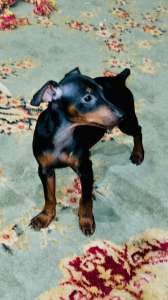 �������� ����� ����� - ����������� 1