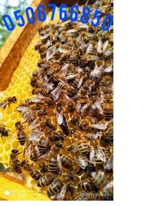 �������� �����. �����������. - ����������� 1