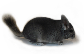 �������� ������ �� ��������� - ����������� 1