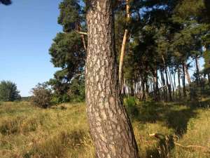 �������� ������ �� ���������� ������ 0,5000 �� � �. ��������, ������� ������ - ����������� 1