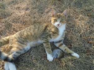 �������� ������ �� �����-���������� - ����������� 1