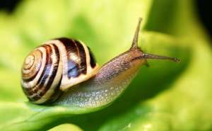 �������� ������ (�����) 60% ��������� - ����������� 1