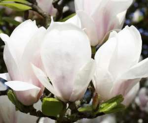 �������� ������ ������������� ������� ����� ������� Alba Superba - ����������� 1