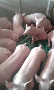 �������� �������. ������ ������� �� 100 ���� - ����������� 1