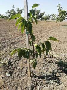 �������� ������� �������� ����� - ����������� 1