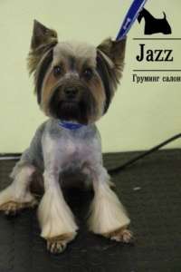 ��������, ��������, ������������� ������� �������� � ������. - ����������� 1