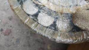 �������� ����������. ����� 300 �����. �������� - ����������� 1