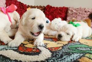 �������� ����������� �������� Ot Bahur - ����������� 1