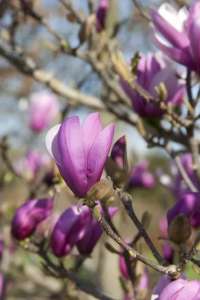 �������� ������������ ���������� ����� ( Magnolia liliiflora �Nigra�) - ����������� 1