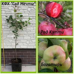 �������� ������������� �������� - ����������� 1