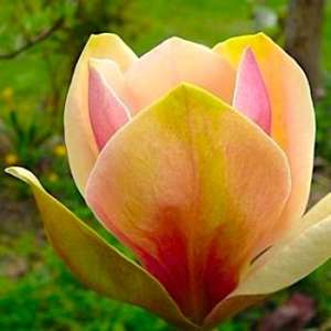 �������� �������������� ����� "��������" MAGNOLIA SUNSATION - ����������� 1