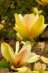 �������� �������������� ����� "��������" MAGNOLIA SUNSATION - ����������� 2