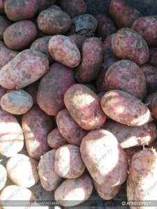 ��������� - ����������� 1