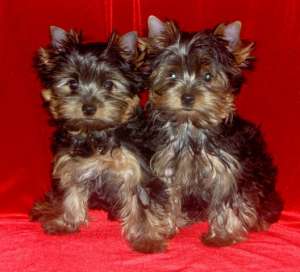 ��������� ����� ������������ ������� - ����������� 1