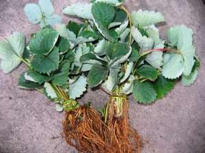 ��������� ������ � ������. ������������� ����� - ����������� 1